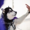Dubs giving a high five