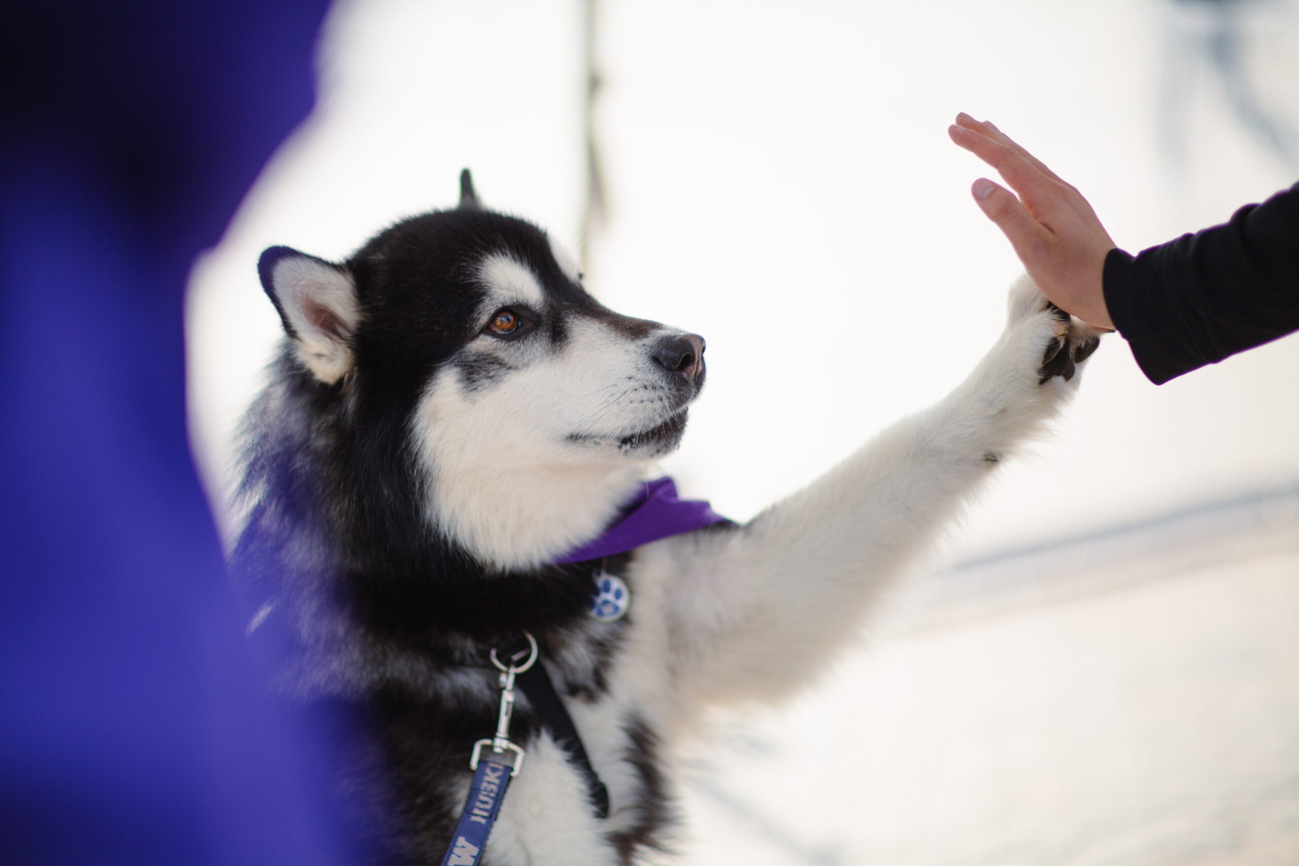 Dubs giving a high five