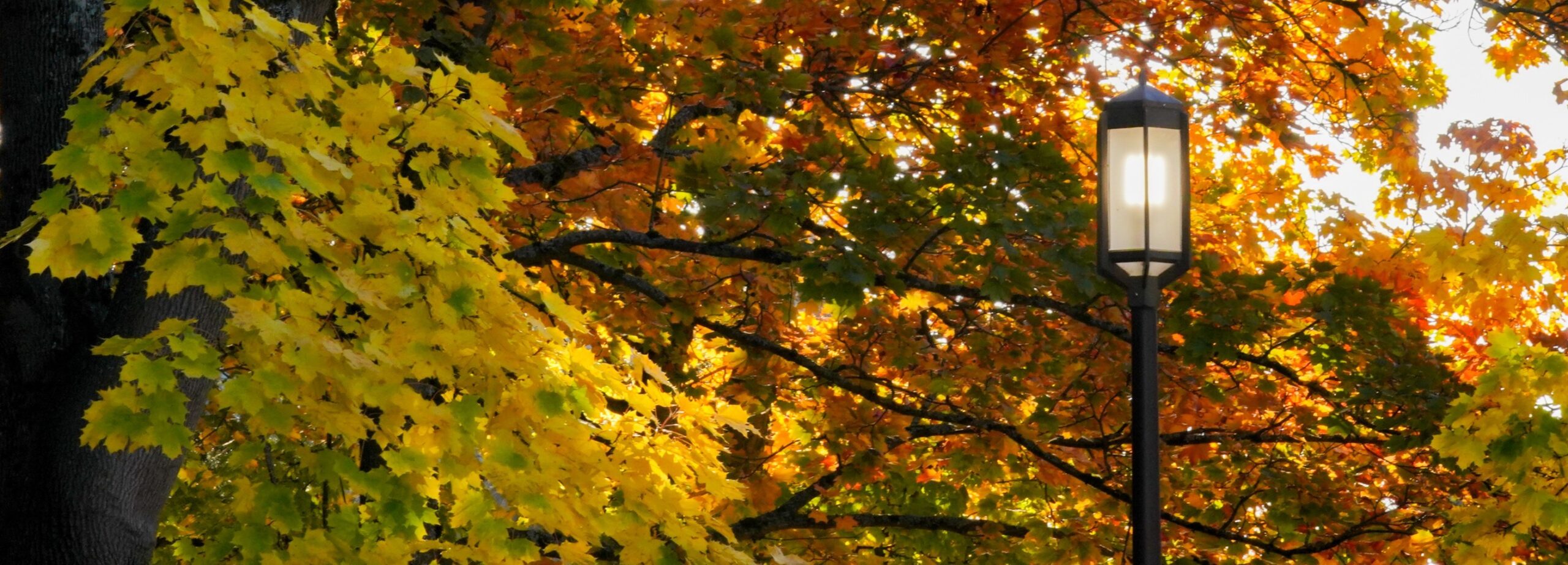 UW campus trees