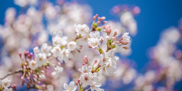 Cherry blossoms with blue sky