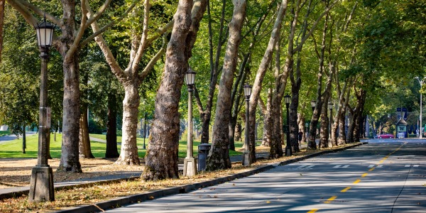 tree canopy along Memorial Way