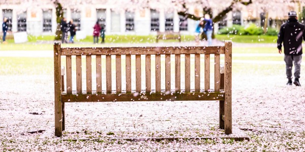 bench in the UW quad